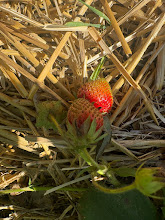 &nbsp;Strawberries with thrips damage.